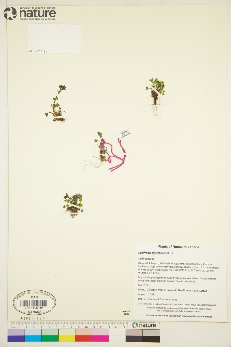 Saxifraga rivularis subsp. arctolitoralis photo 5