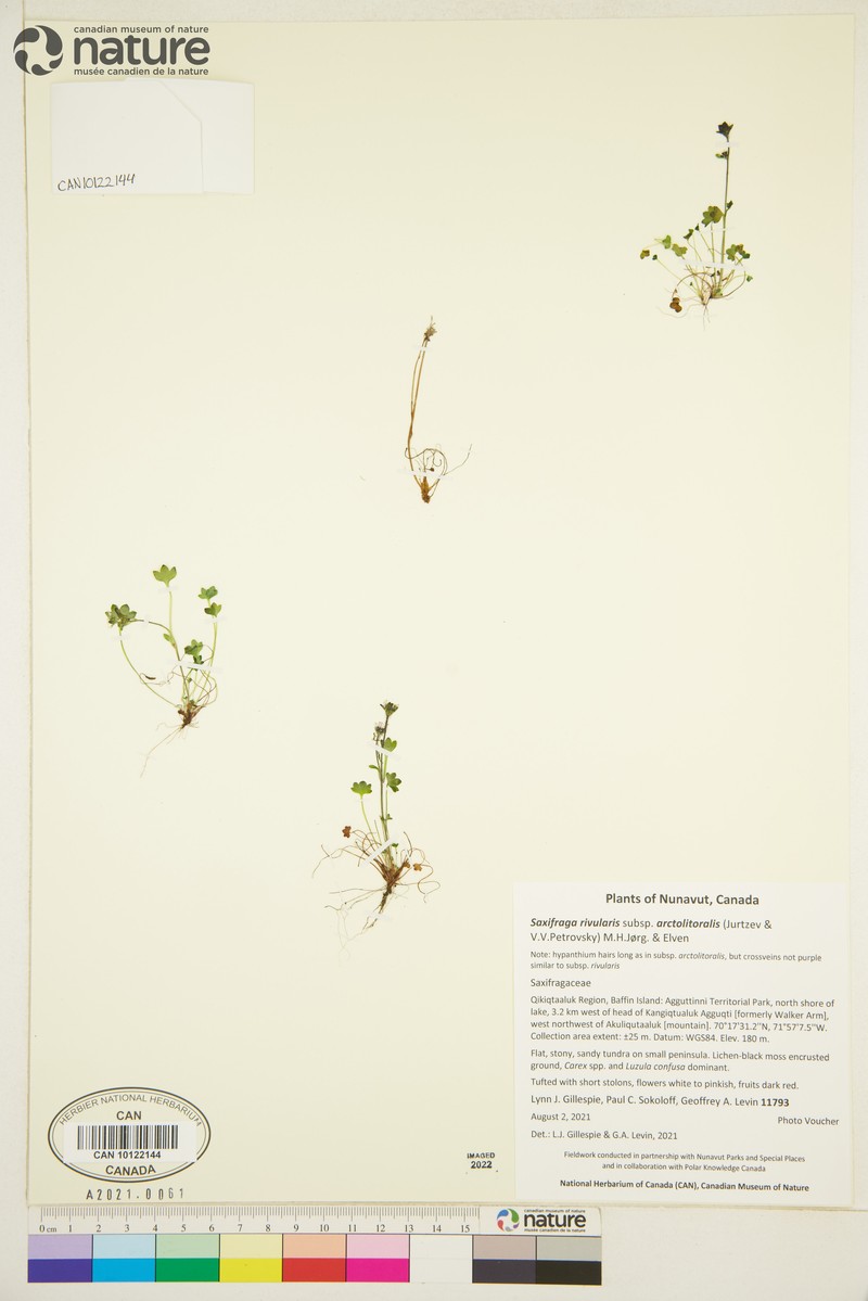 Saxifraga rivularis subsp. arctolitoralis photo 6
