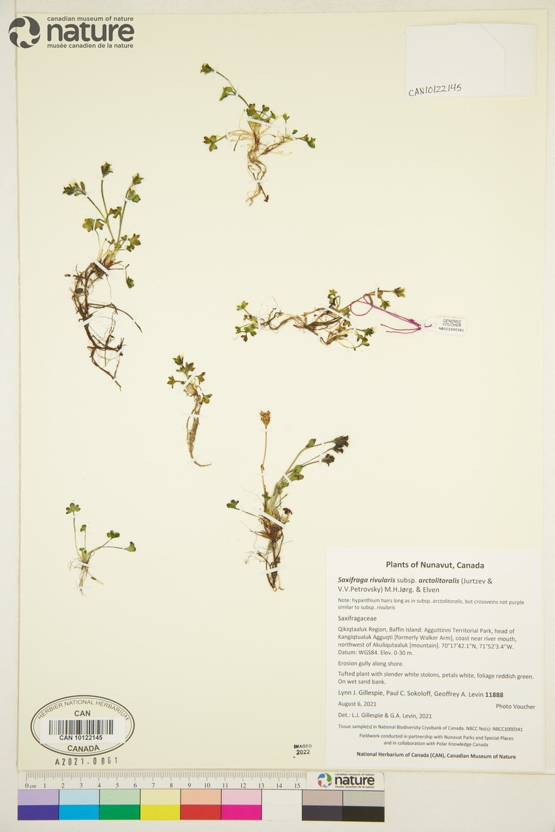 Saxifraga rivularis subsp. arctolitoralis photo 7