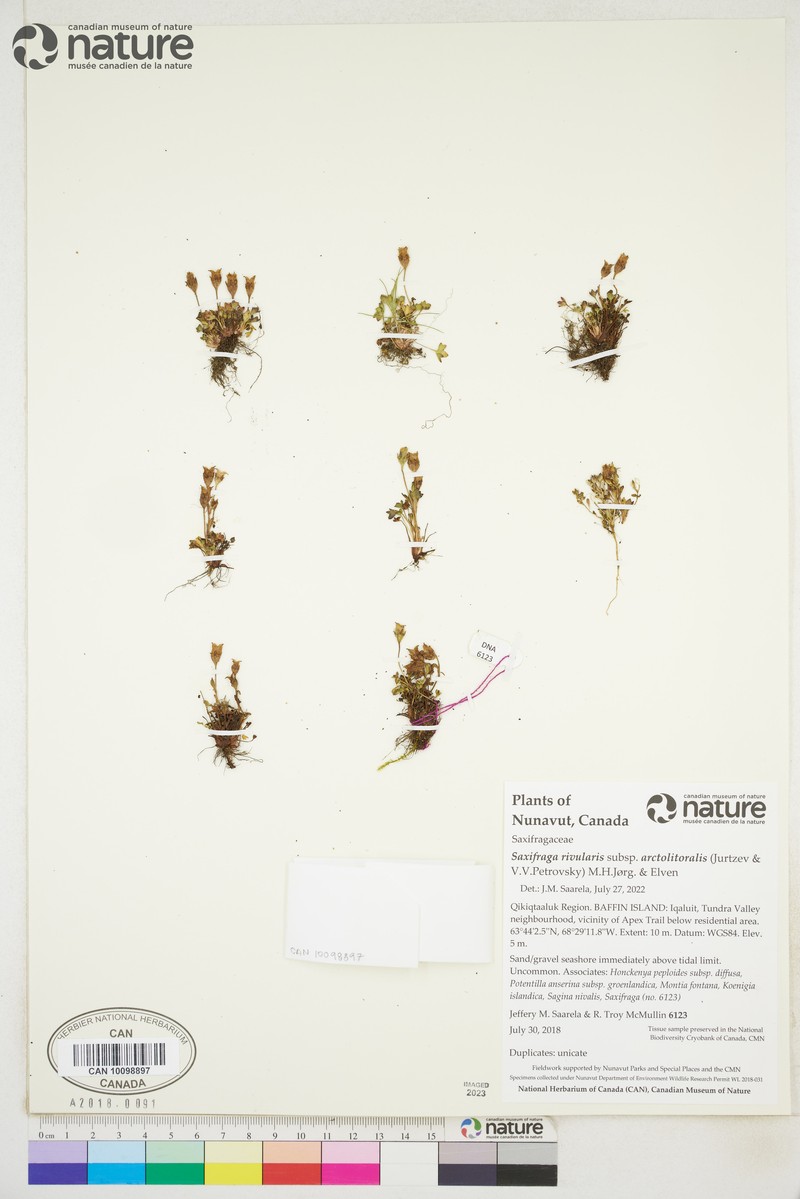 Saxifraga rivularis subsp. arctolitoralis photo 8