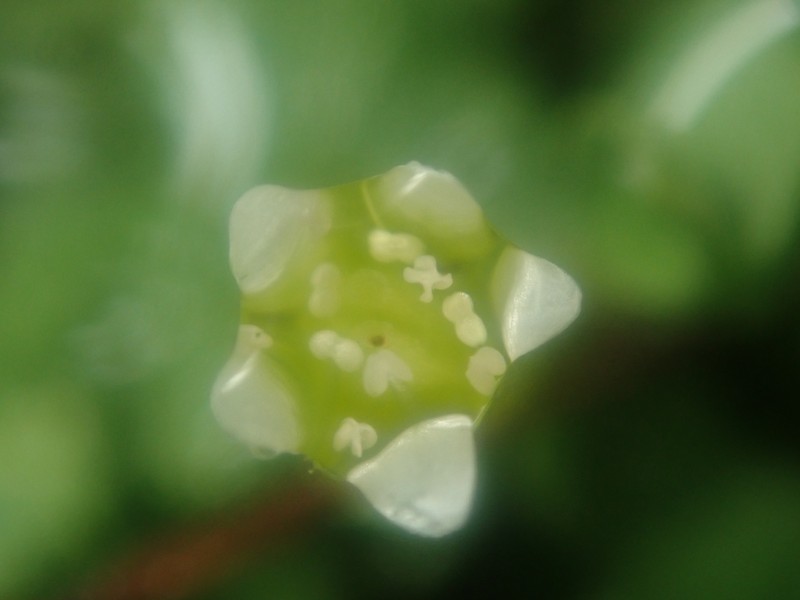 Saxifraga rivularis subsp. rivularis