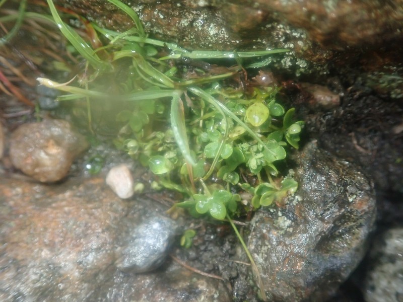 Saxifraga rivularis subsp. rivularis photo 2