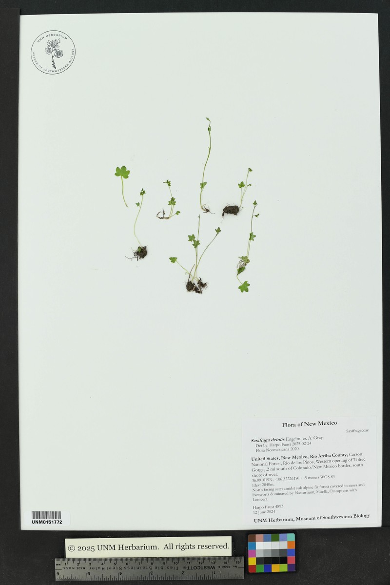 Saxifraga rivularis subsp. rivularis photo 3