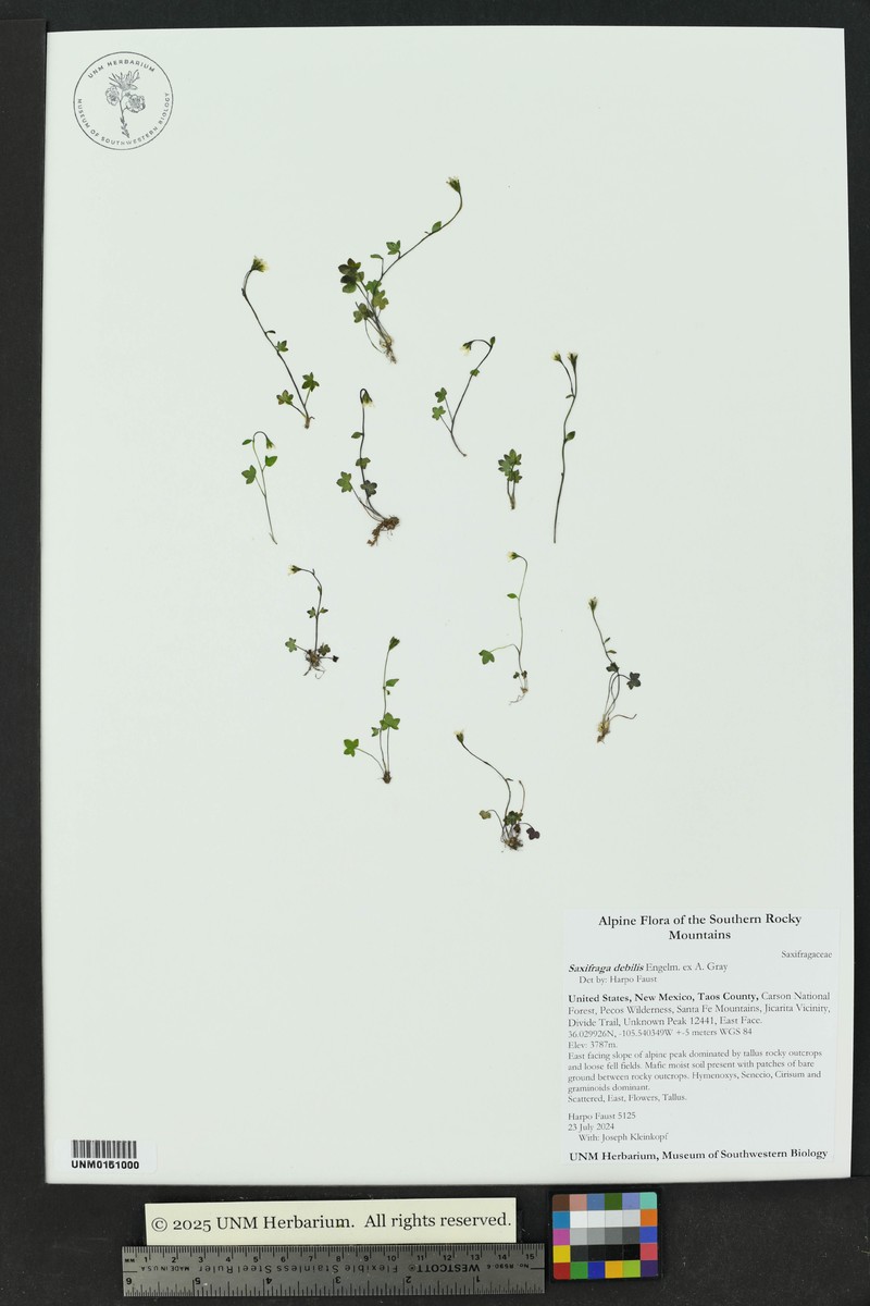 Saxifraga rivularis subsp. rivularis photo 4