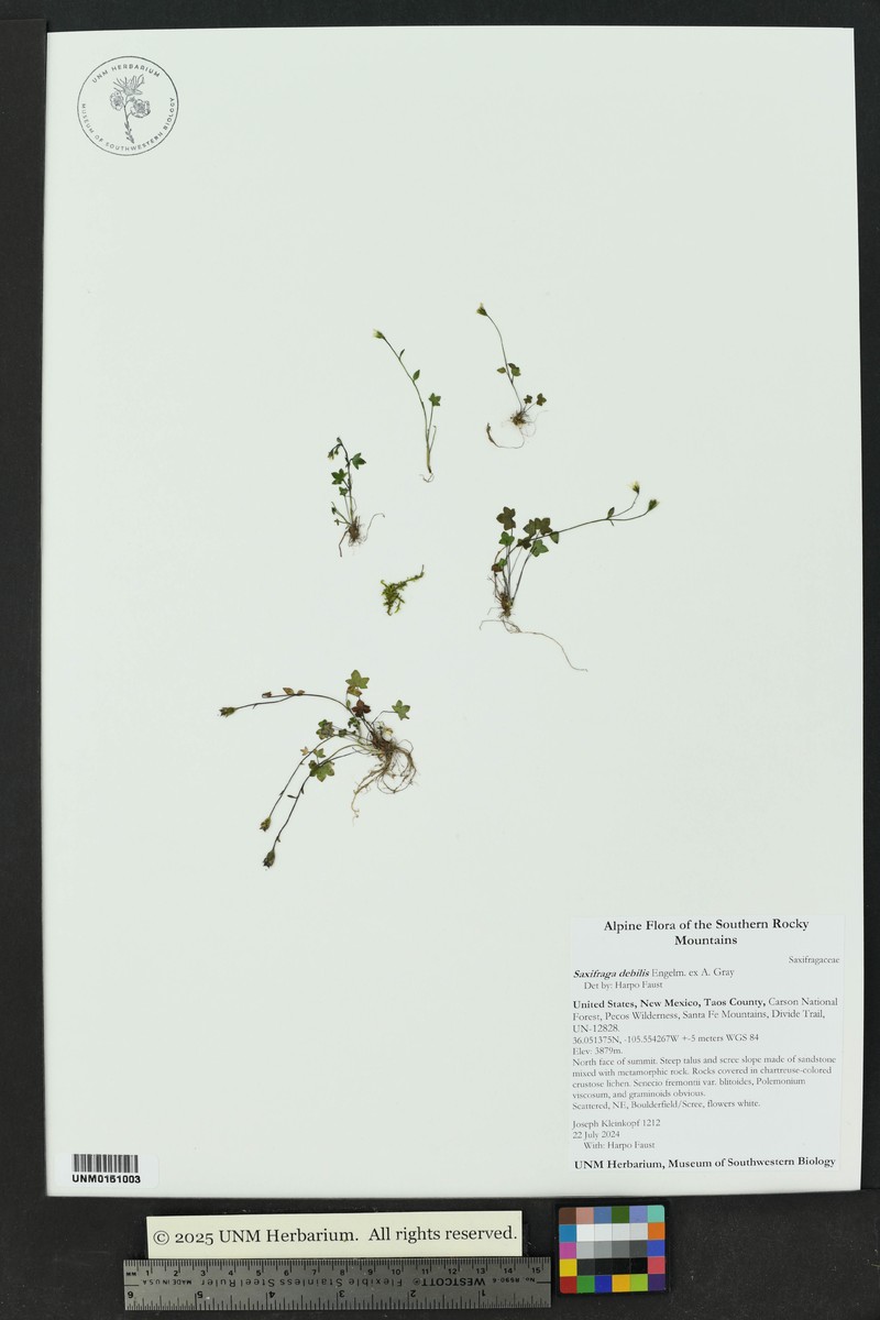 Saxifraga rivularis subsp. rivularis photo 5