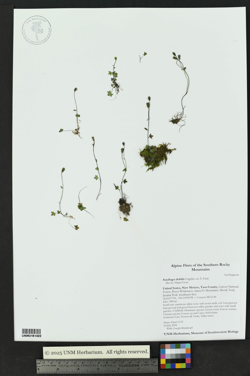 Saxifraga rivularis subsp. rivularis photo 6