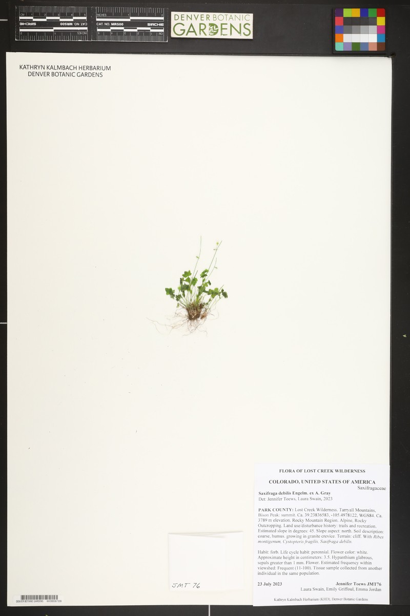 Saxifraga rivularis subsp. rivularis photo 7