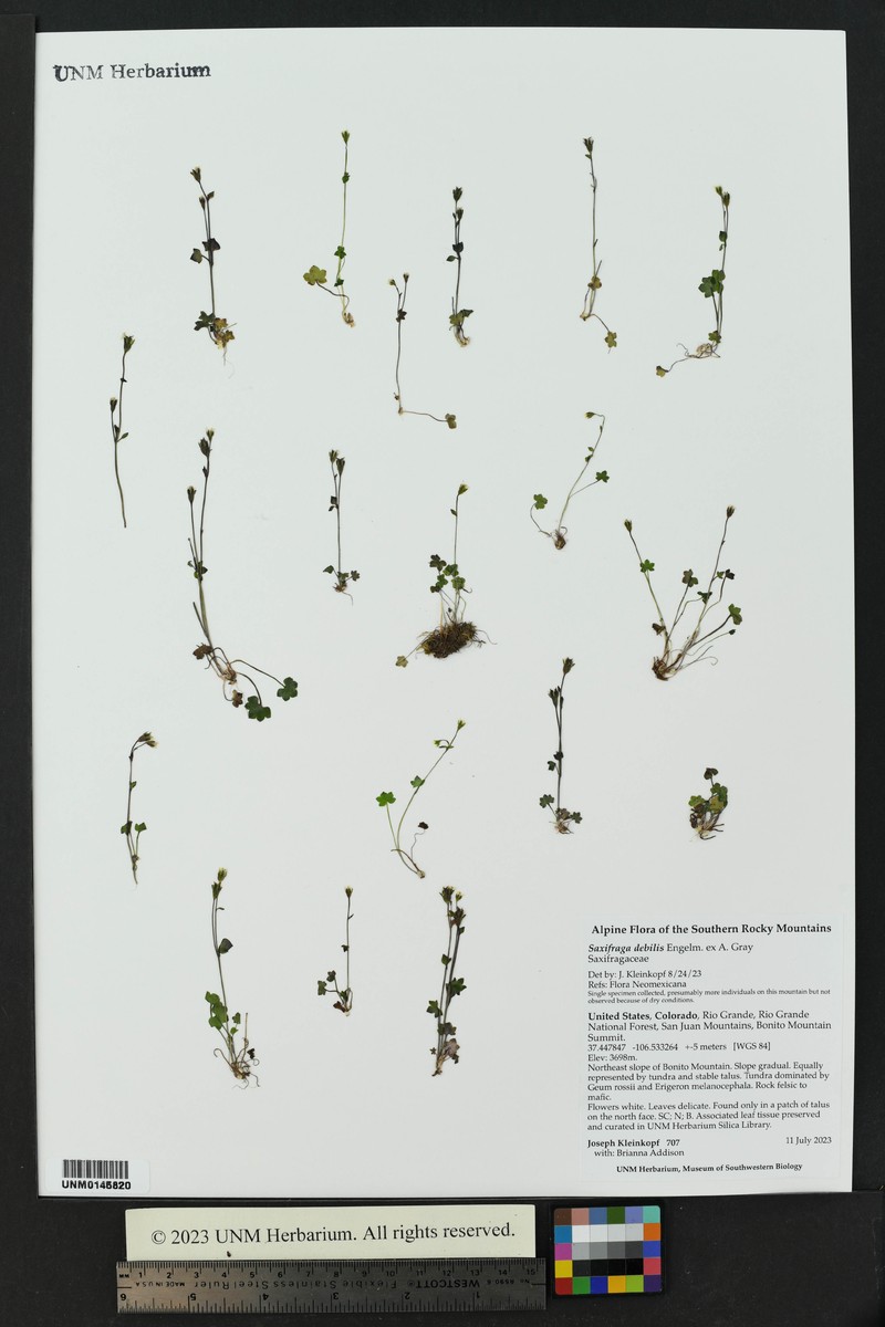 Saxifraga rivularis subsp. rivularis photo 8