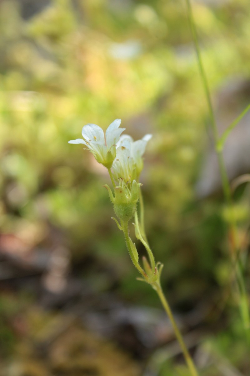 Saxifraga rosacea subsp. rosacea