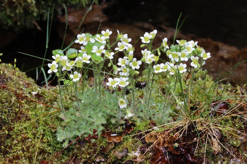 Saxifraga rosacea subsp. rosacea photo 2