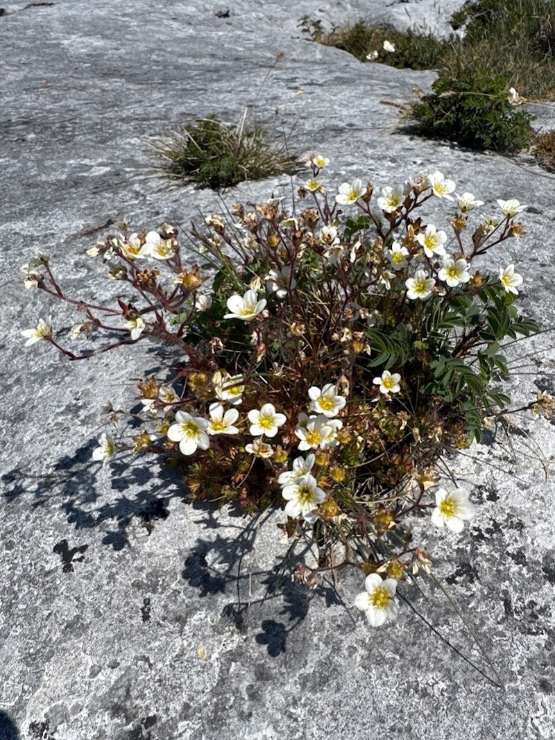 Saxifraga rosacea subsp. rosacea photo 3