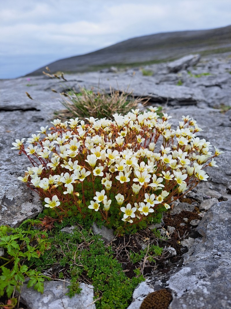 Saxifraga rosacea subsp. rosacea photo 4