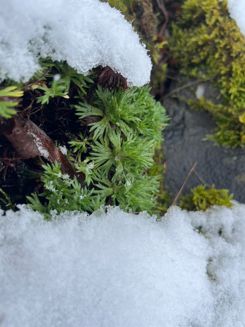 Saxifraga rosacea subsp. sponhemica photo 2