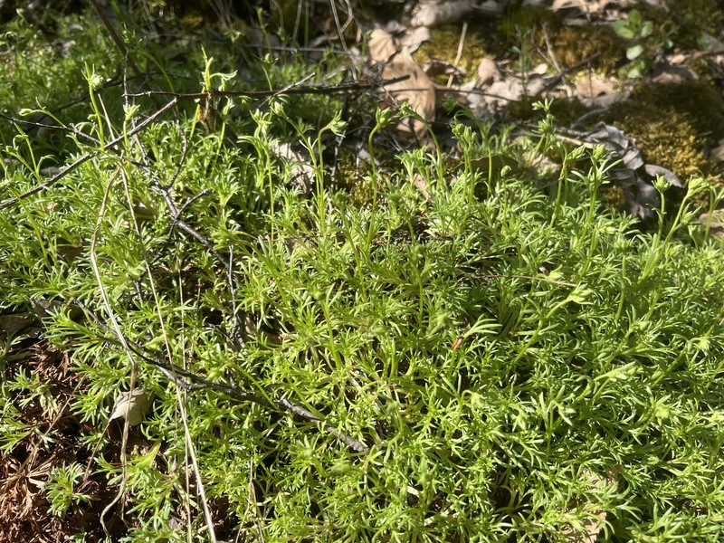 Saxifraga rosacea subsp. sponhemica photo 3