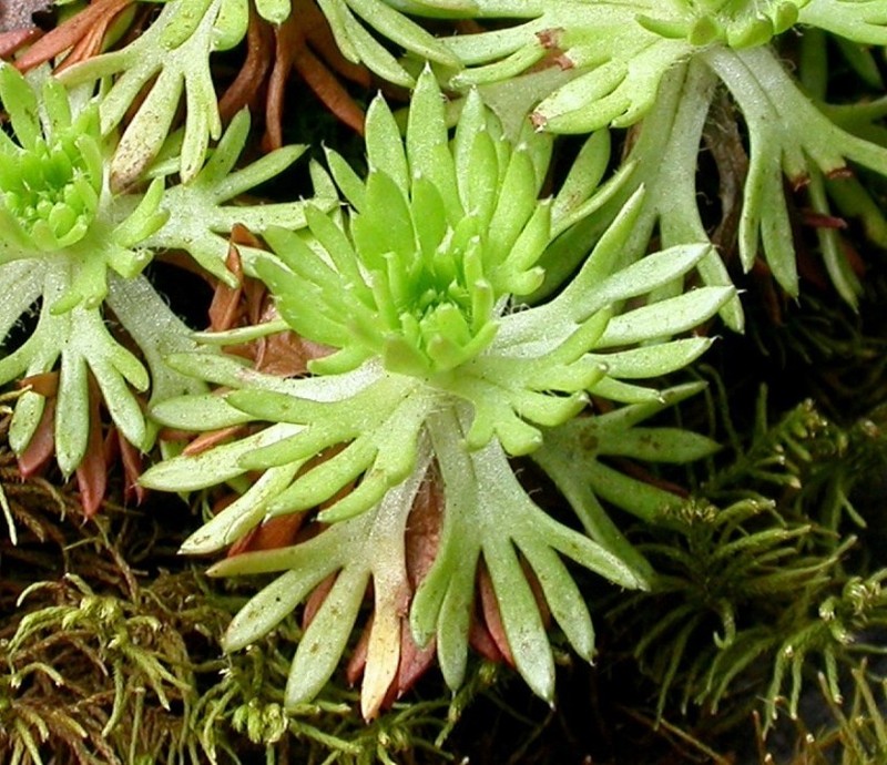 Saxifraga rosacea subsp. sponhemica