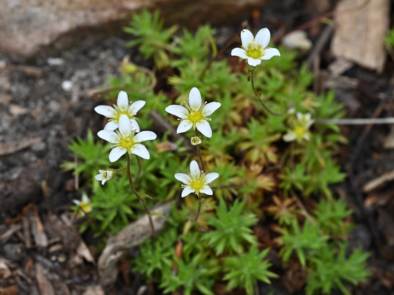 Saxifraga rosacea subsp. sponhemica photo 4