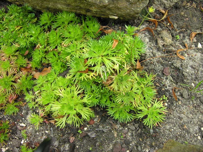 Saxifraga rosacea subsp. sponhemica photo 5