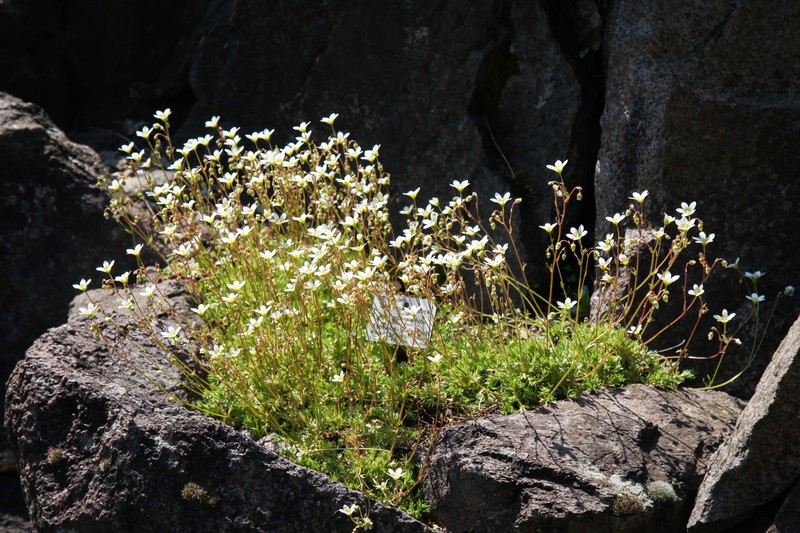 Saxifraga rosacea subsp. sponhemica photo 6
