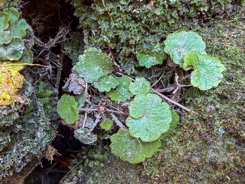 Saxifraga rotundifolia subsp. rotundifolia