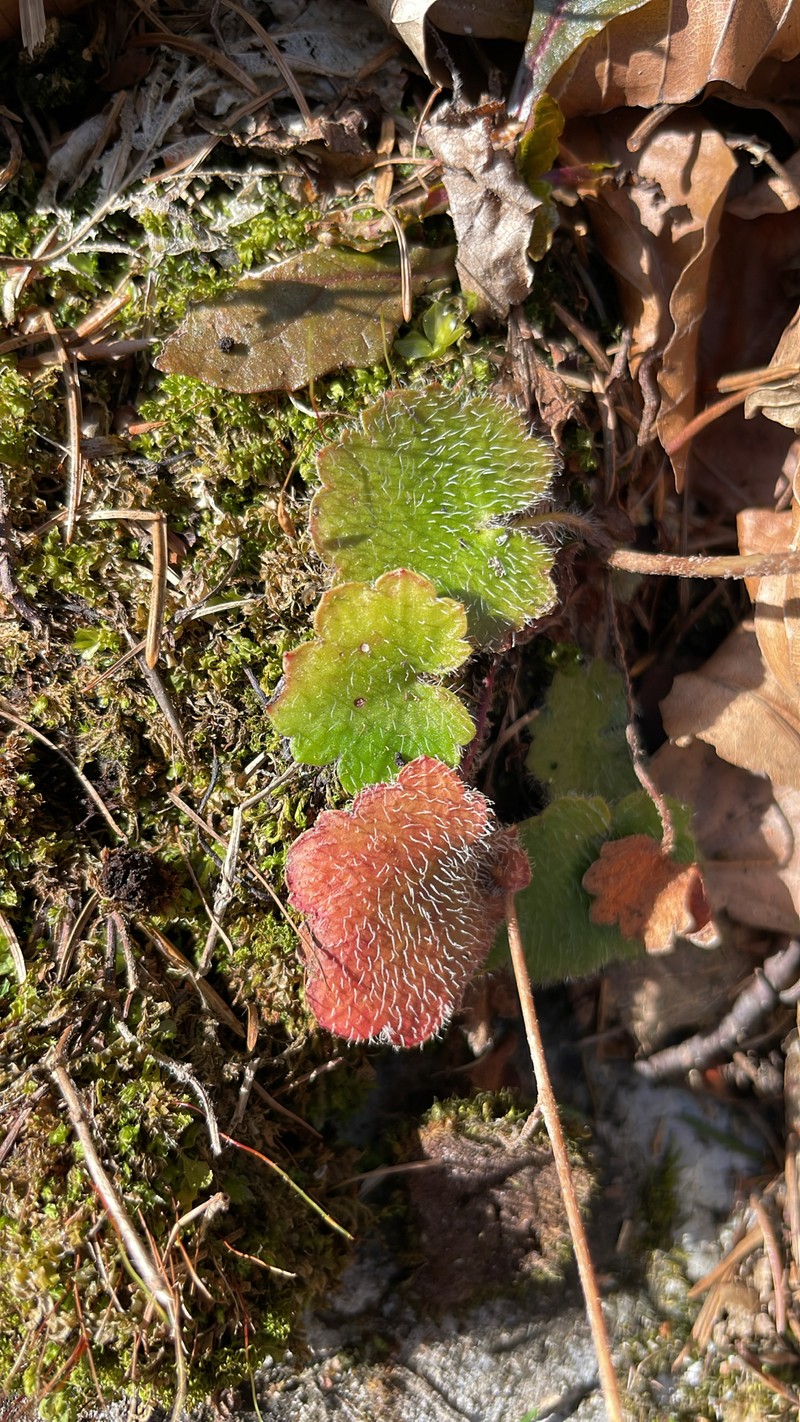 Saxifraga rotundifolia subsp. rotundifolia photo 2