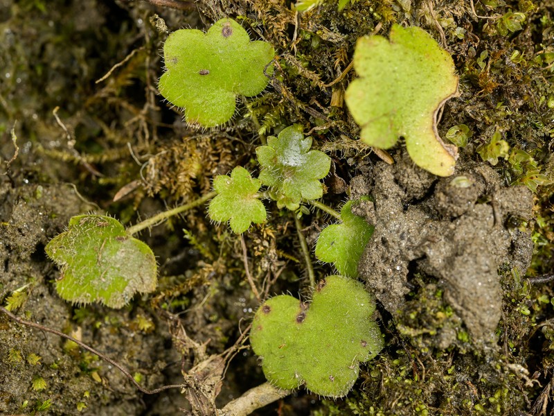 Saxifraga rotundifolia subsp. rotundifolia photo 3