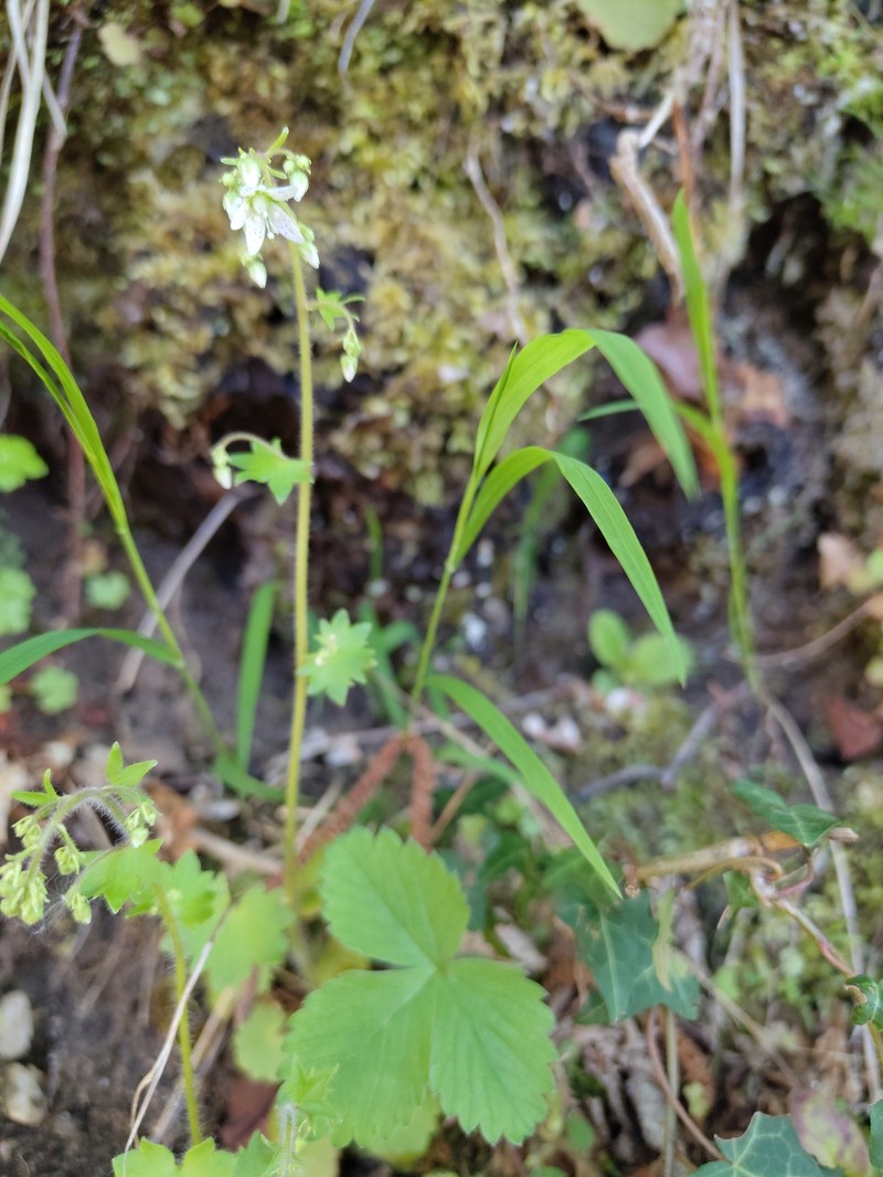 Saxifraga rotundifolia subsp. rotundifolia photo 4