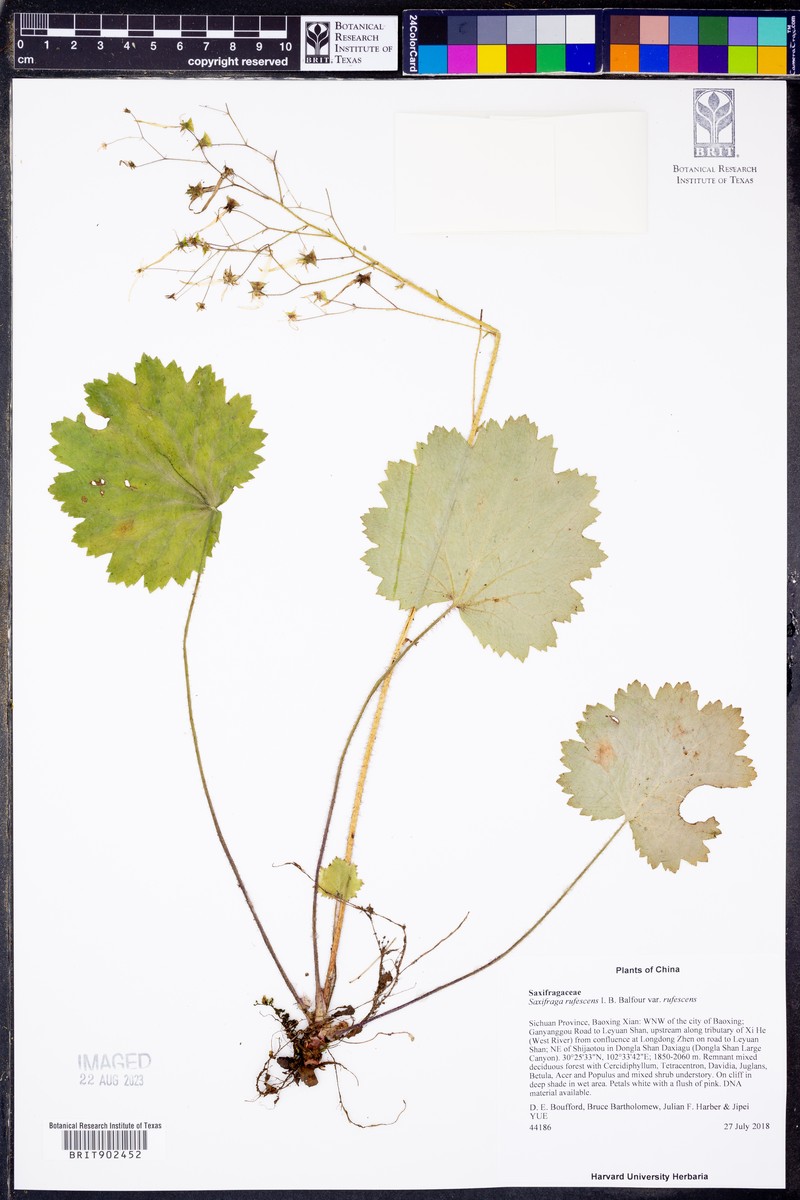 Saxifraga rufescens var. rufescens