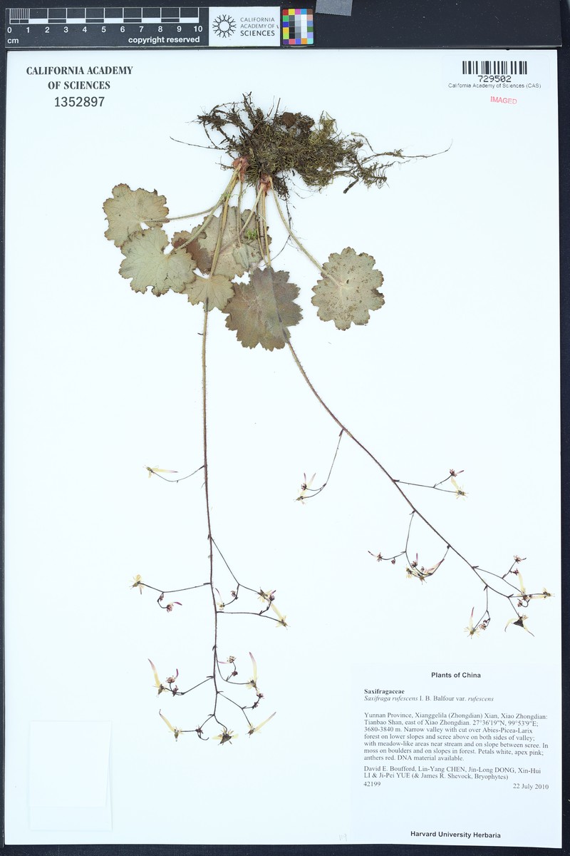 Saxifraga rufescens var. rufescens photo 2