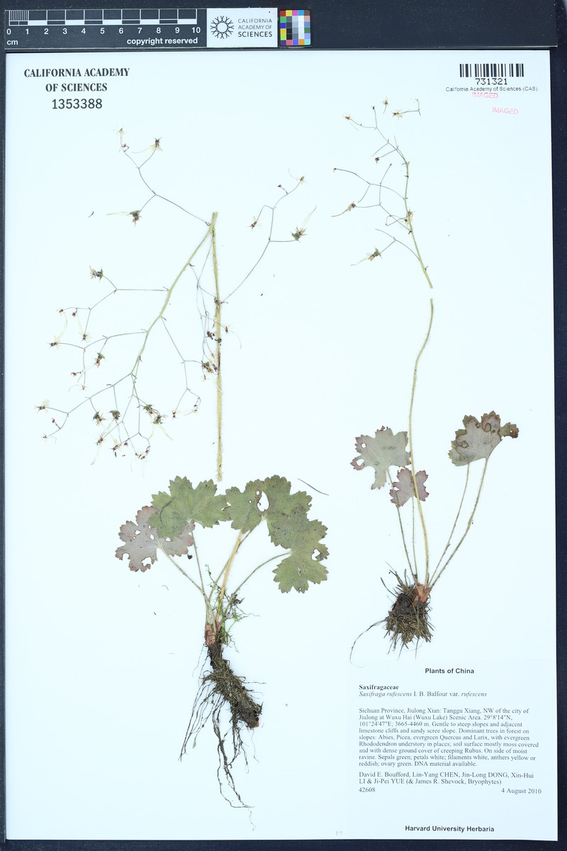 Saxifraga rufescens var. rufescens photo 3