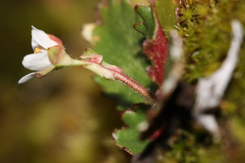 Rustyhair Saxifrage