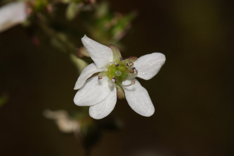 Rustyhair Saxifrage photo 6