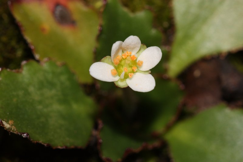 Rustyhair Saxifrage photo 7