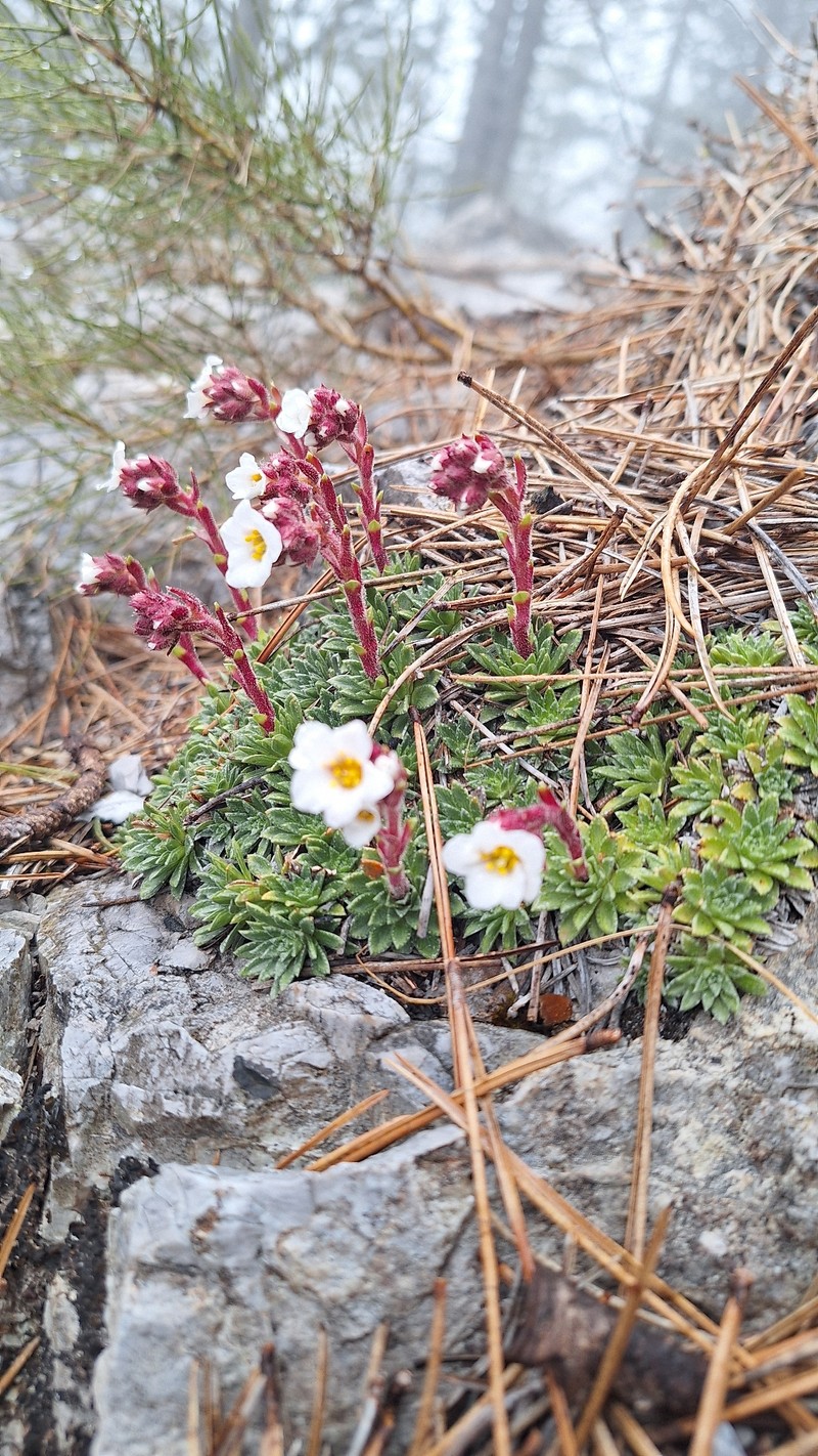 Saxifraga scardica subsp. scardica