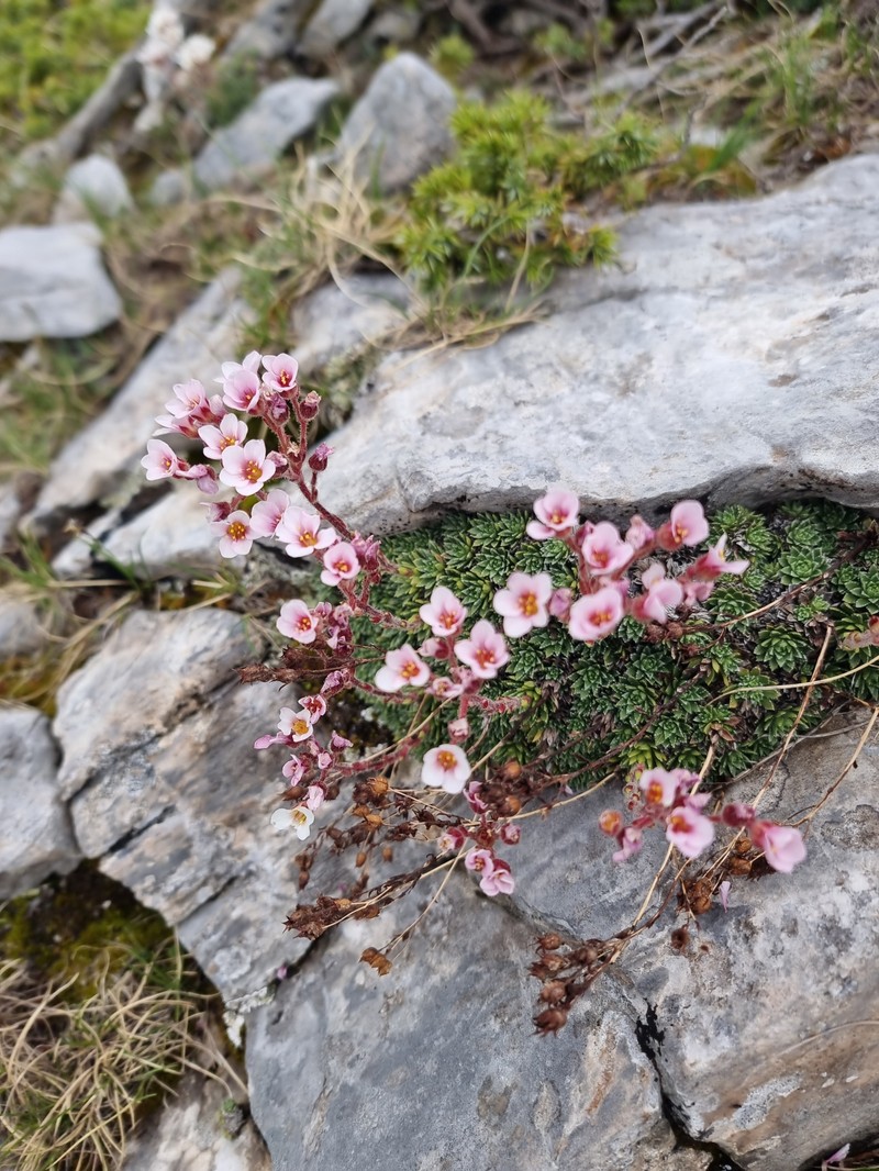 Saxifraga scardica subsp. scardica photo 2