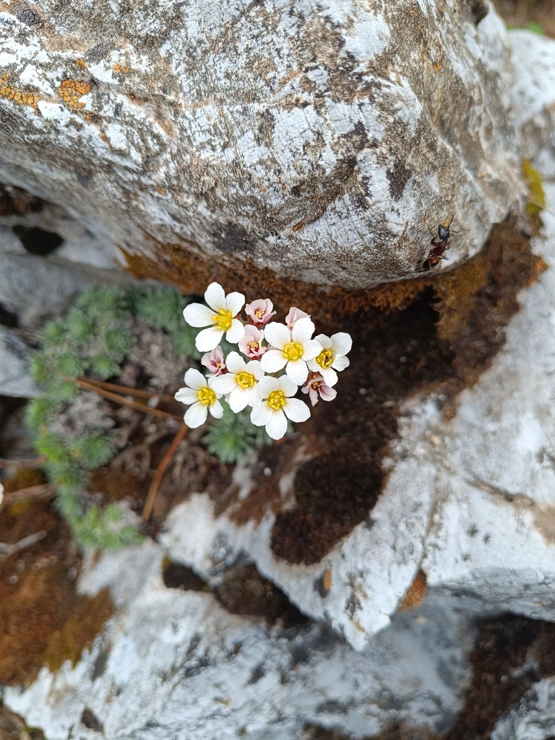 Saxifraga scardica subsp. scardica photo 3