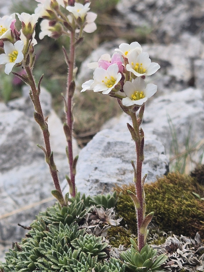Saxifraga scardica subsp. scardica photo 4
