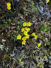 Thymeleaf Saxifrage
