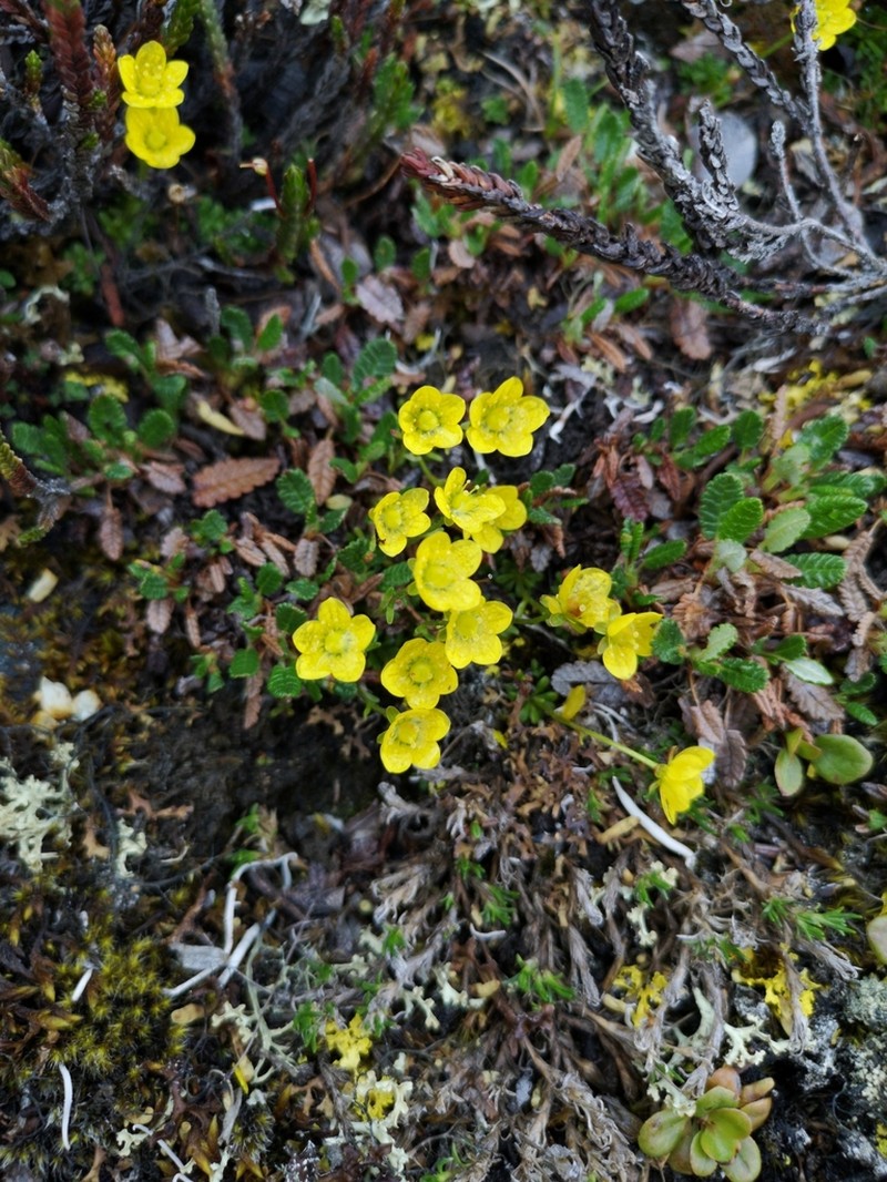 Thymeleaf Saxifrage
