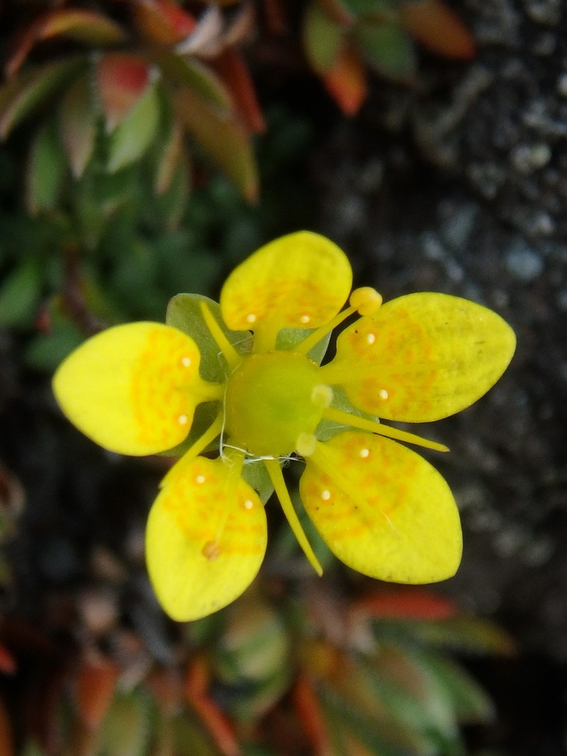 Thymeleaf Saxifrage photo 2