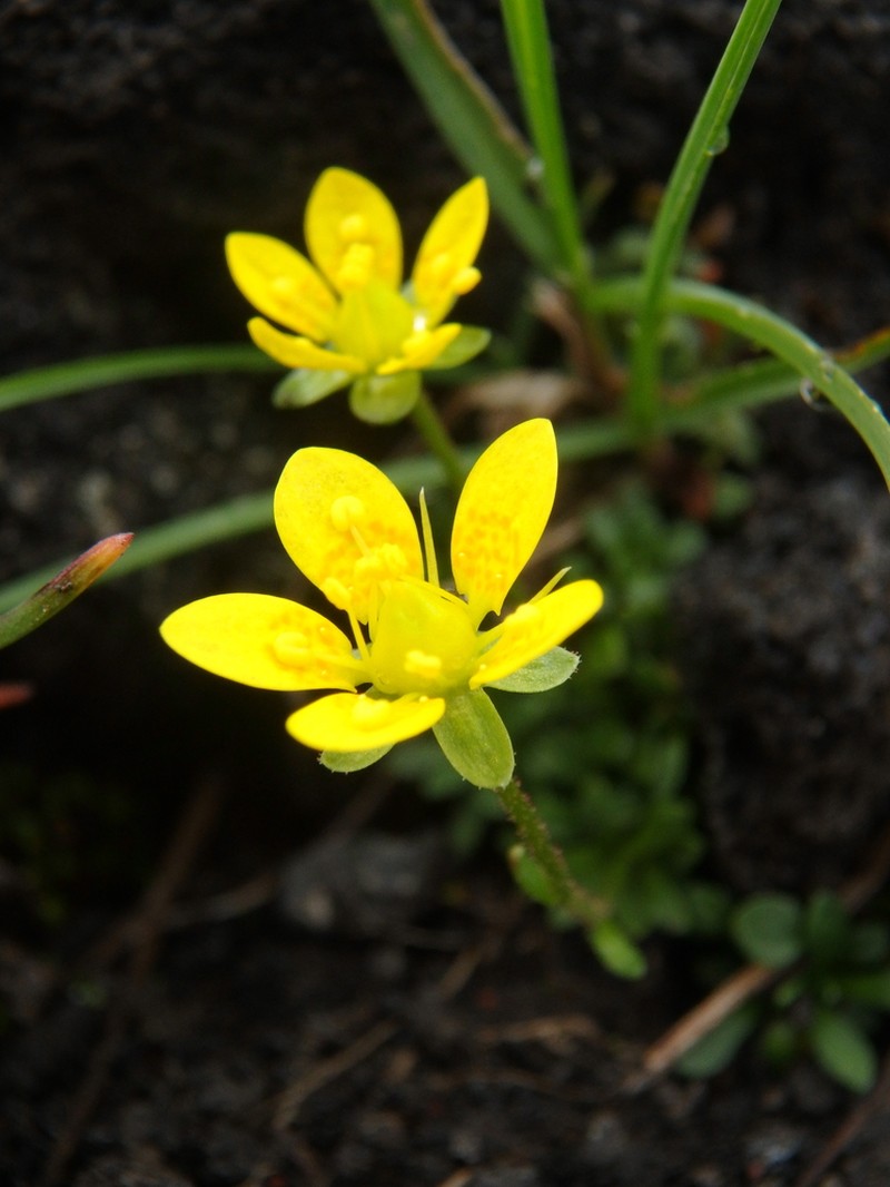 Thymeleaf Saxifrage photo 3