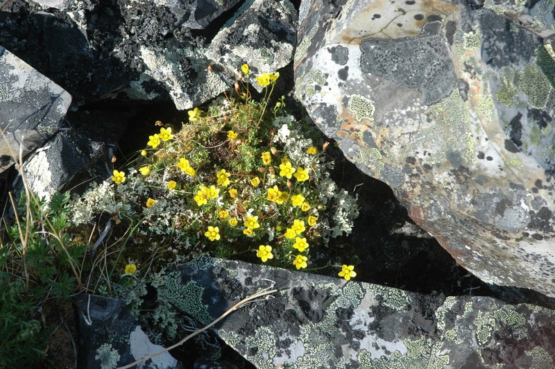 Thymeleaf Saxifrage photo 4