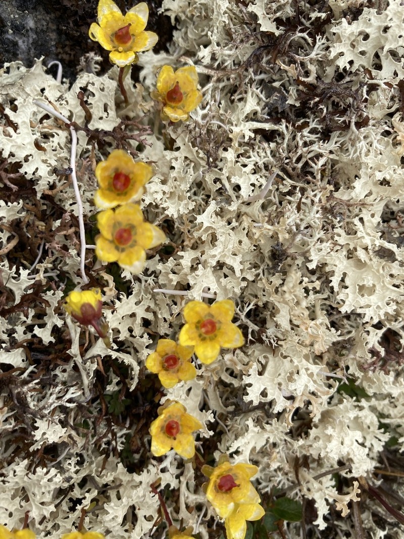 Thymeleaf Saxifrage photo 5