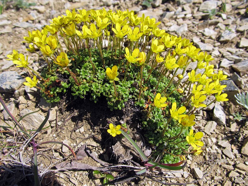 Thymeleaf Saxifrage photo 6