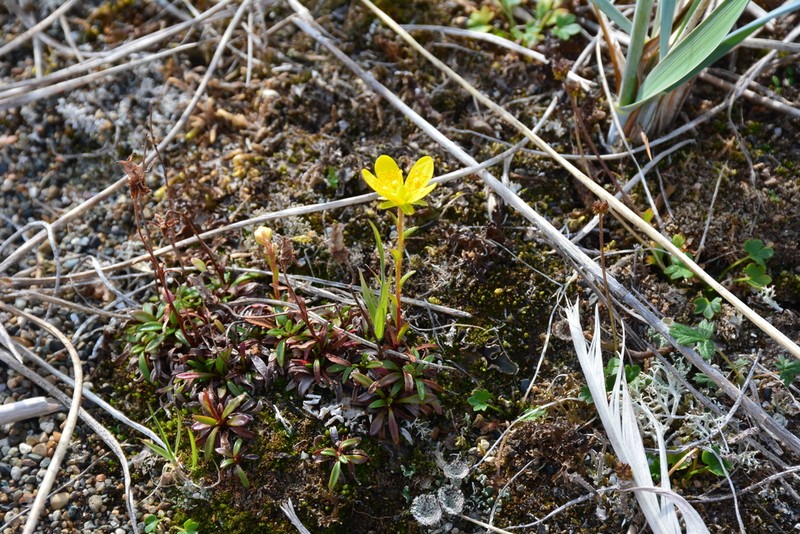 Thymeleaf Saxifrage photo 7