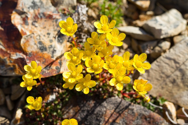 Thymeleaf Saxifrage photo 8