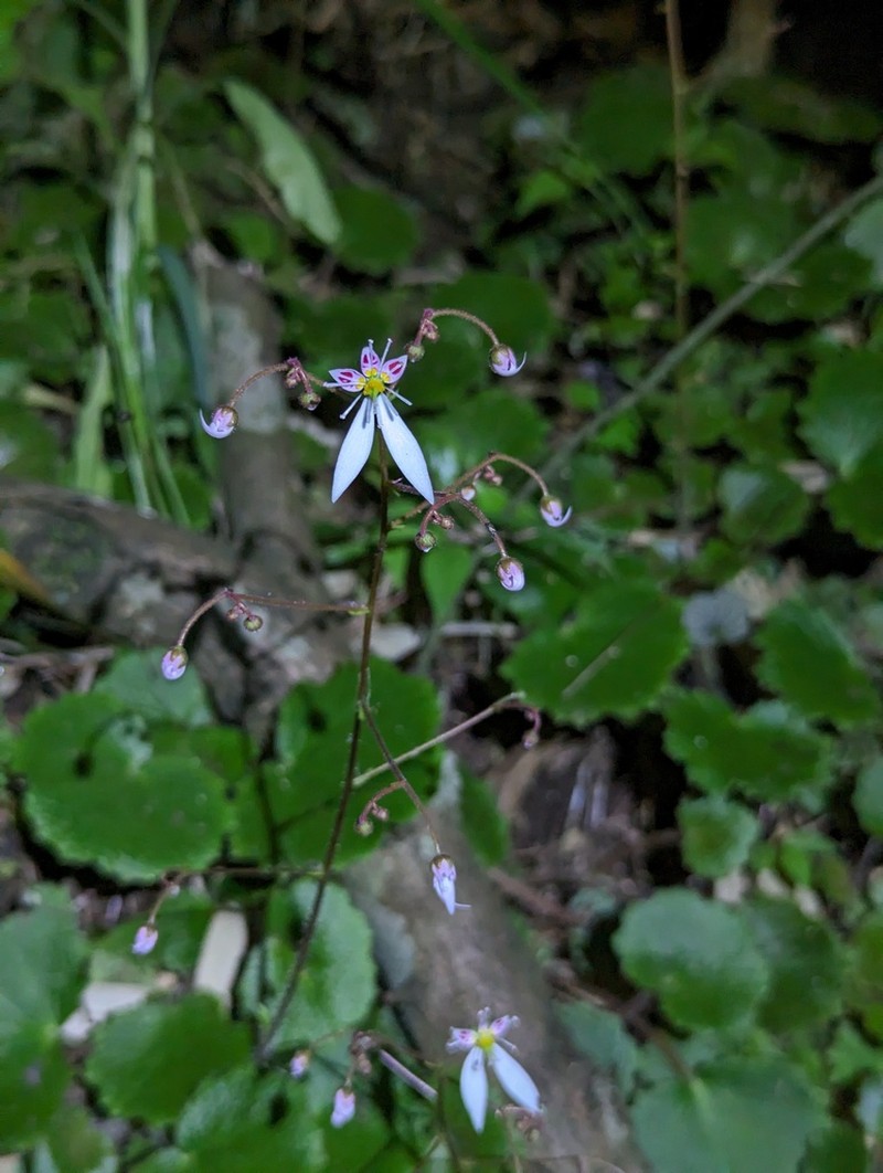 Saxifraga shennongii