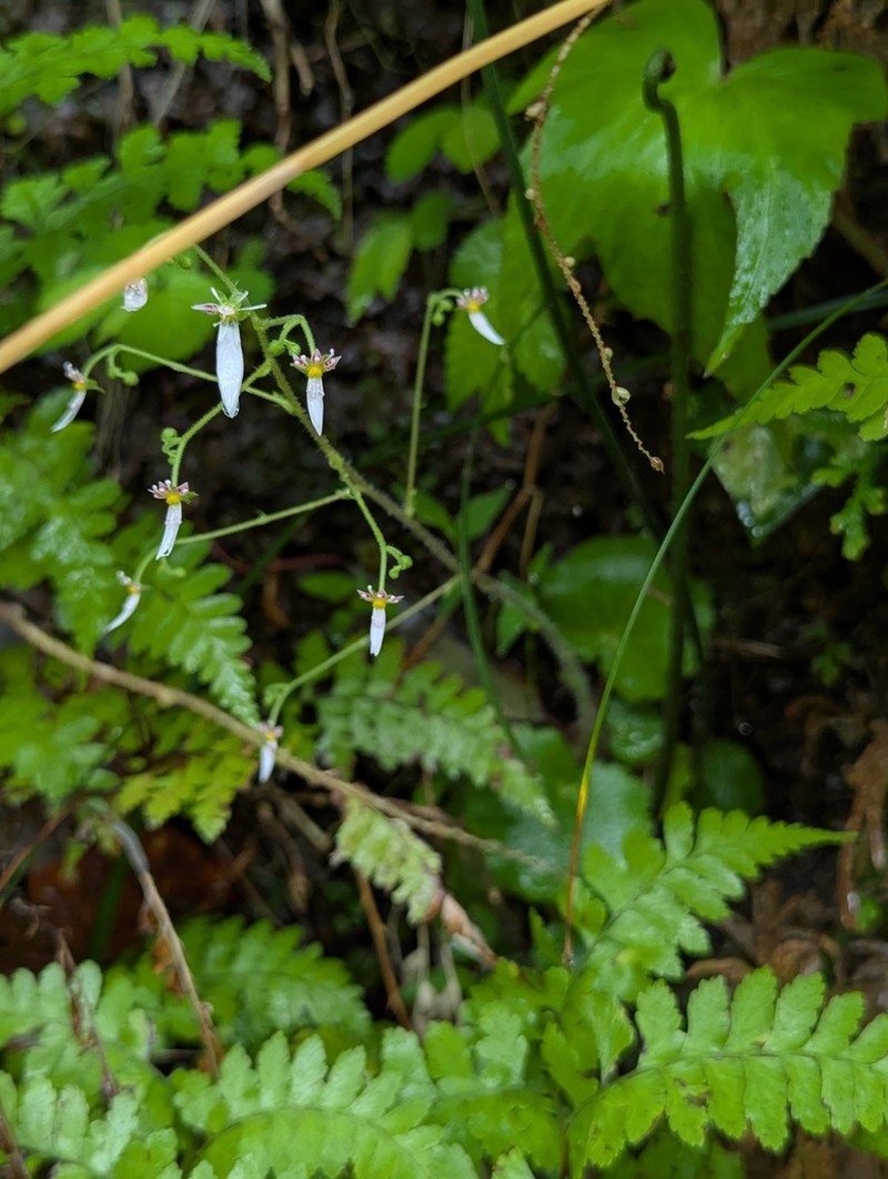 Saxifraga shennongii photo 2