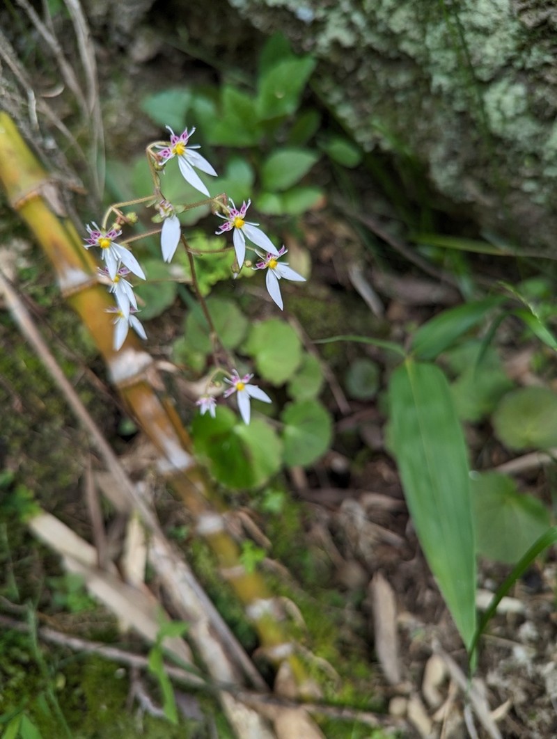 Saxifraga shennongii photo 3