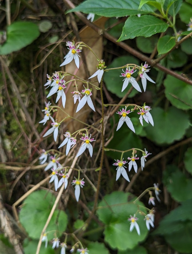 Saxifraga shennongii photo 4