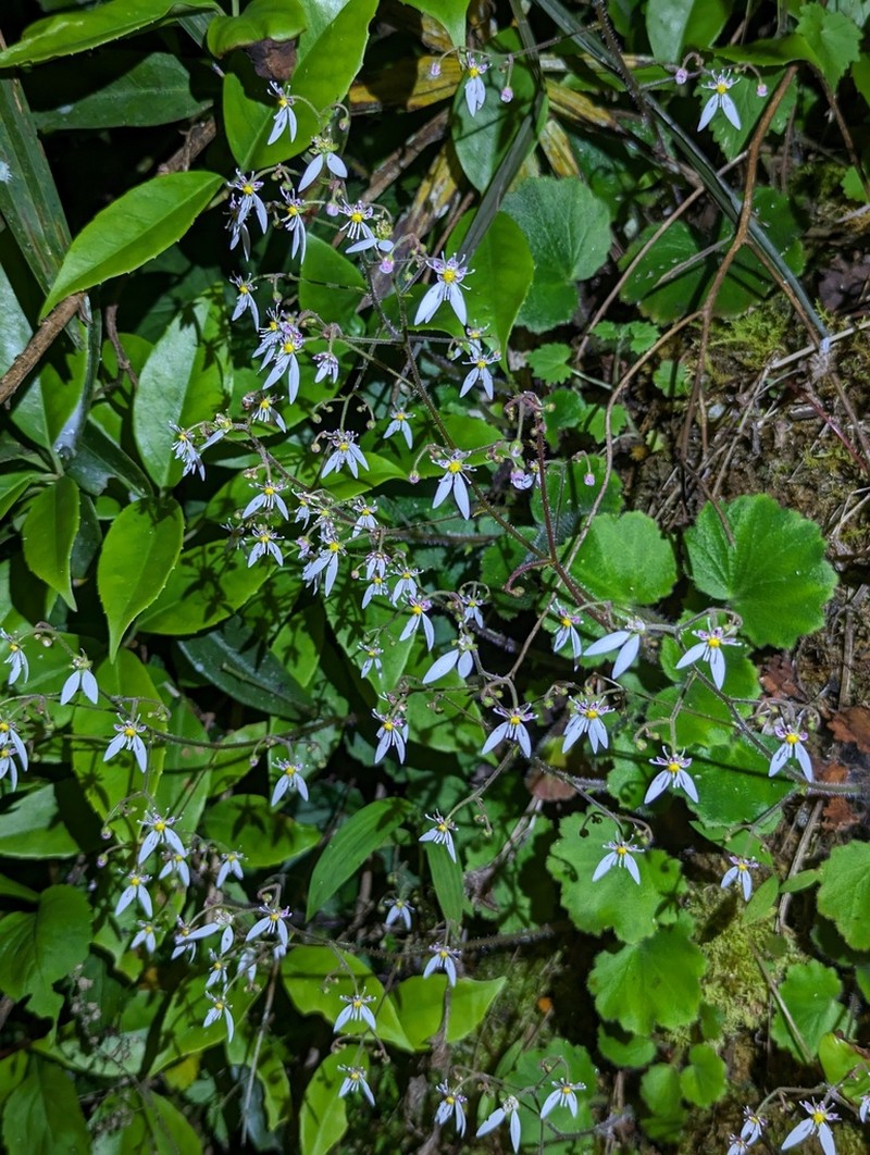 Saxifraga shennongii photo 5